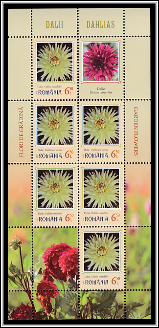 Dahlias