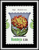 Arctic Root (Rhodiola rosea)