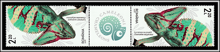 Veiled Chameleon (Chamaeleo calyptratus) - Gutter Pair Type III