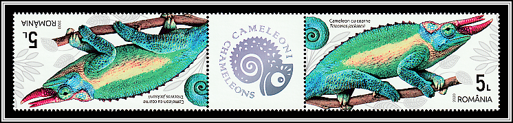 Jackson's Chameleon (Trioceros jacksonii) - Gutter Pair Type III