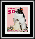 Gentoo Penguin 
(Pygoscelis papua)