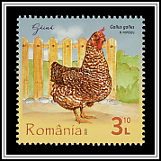 Chicken (Gallus gallus)