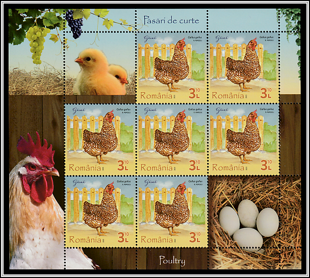 Chicken (Gallus gallus)