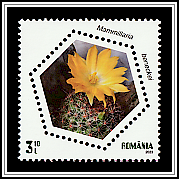 Benecke's Nipple Cactus (Mammillaria beneckei)