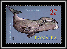 Bowhead Whale (Balaena mysticetus)