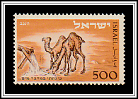 Dromedaries at the Source in the Negev