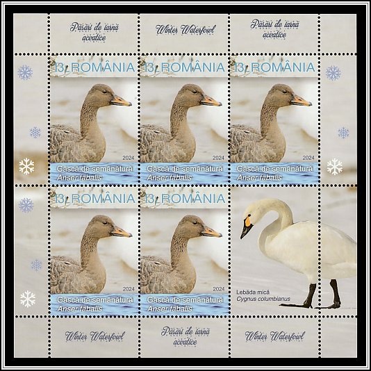 Taiga Bean Goose (Anser fabalis)