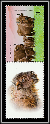Wild Bison (Bison bonasus) Top Left Label