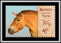 Wild Horse (Equus ferus)