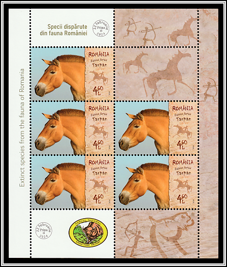 Wild Horse (Equus ferus)
