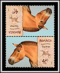 Wild Horse (Equus ferus)
