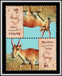 Saiga (Saiga tatarica)