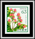 Hypericum