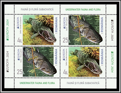 Zander (Sander lucioperca) and Wels Catfish (Silurus glanis)