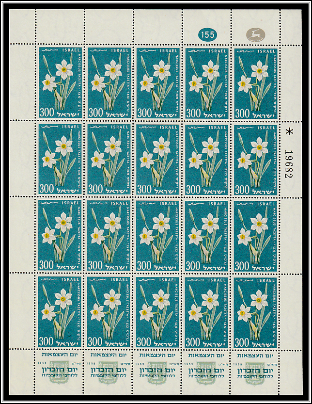 Bunch-flowered Daffodil (Narcissus tazetta)