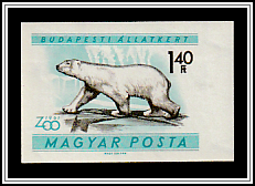 Polar Bear (Ursus maritimus)