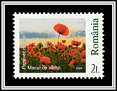 Common Poppy (Papaver rhoeas)