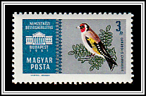 European Goldfinch (Carduelis carduelis)