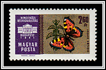 Small Tortoiseshell (Aglais urticae)