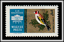 European Goldfinch (Carduelis carduelis)