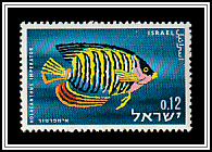 Royal Angelfish (Holacanthus imperator)