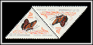 Poplar Admiral (Limenitus populi)