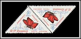 Scarce Copper (Chrisophanus virgaurea)