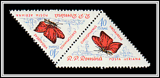 Scarce Copper (Chrisophanus virgaurea)