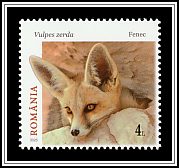 Fennec Fox (Vulpes zerda)