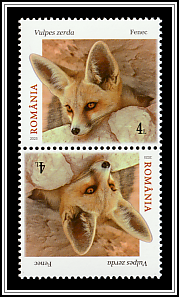 Fennec Fox (Vulpes zerda)