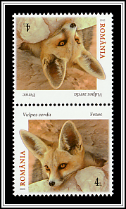 Fennec Fox (Vulpes zerda)