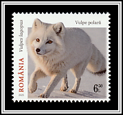 Arctic Fox (Vulpes lagopus)
