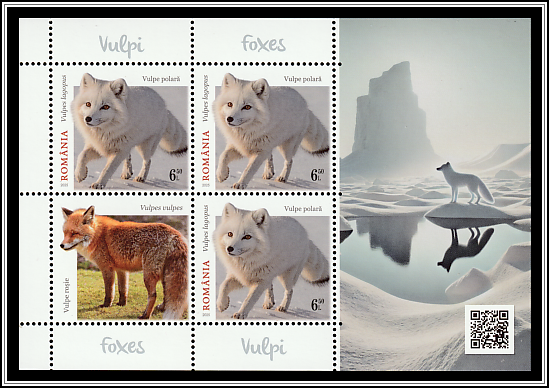 Arctic Fox (Vulpes lagopus)