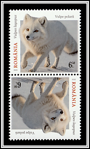 Arctic Fox (Vulpes lagopus)