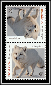 Arctic Fox (Vulpes lagopus)