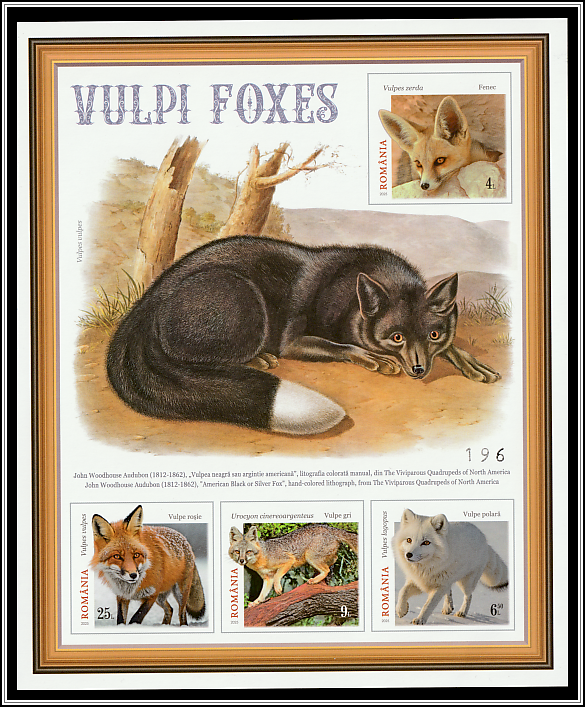 Black or Silver Fox, Hand-colored Lithograph by John Woodhouse Audubon