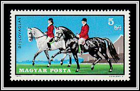 Dressage