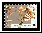 Madagascar Hoopoe (Upupa marginata)