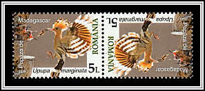 Madagascar Hoopoe (Upupa marginata)