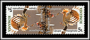 Madagascar Hoopoe (Upupa marginata)