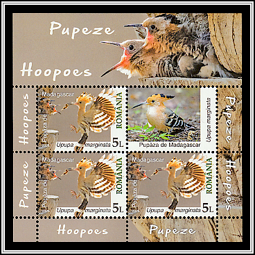 Madagascar Hoopoe (Upupa marginata)