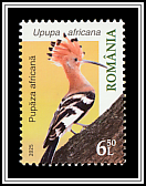 African Hoopoe (Upupa africana)