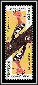 African Hoopoe (Upupa africana)