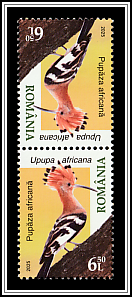 African Hoopoe (Upupa africana)