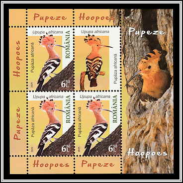 African Hoopoe (Upupa africana)