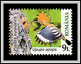 Eurasian Hoopoe (Upupa epops)