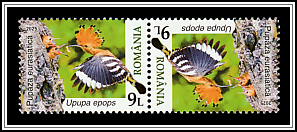 Eurasian Hoopoe (Upupa epops)
