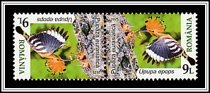Eurasian Hoopoe (Upupa epops)