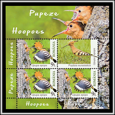 Eurasian Hoopoe (Upupa epops)