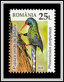 Green Wood Hoopoe (Phoeniculus purpureus)